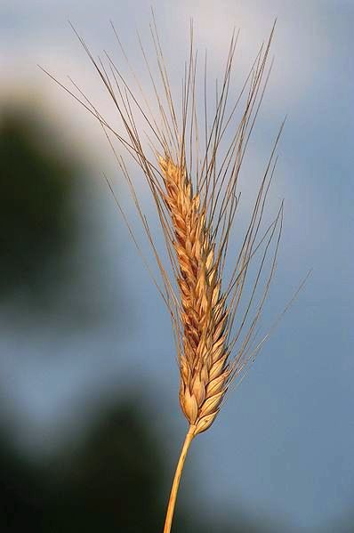 Ripe wheat ready for harvest - at Christ In The Rockies we discuss the way of descent as part of authentic manhood