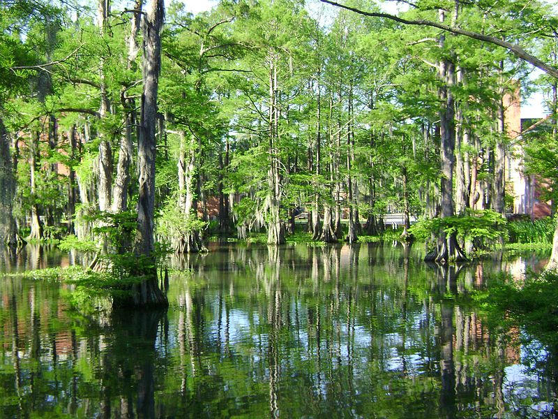 Mud At A Swamp - Using Films To Inspire At Our Father Son Christian Camp